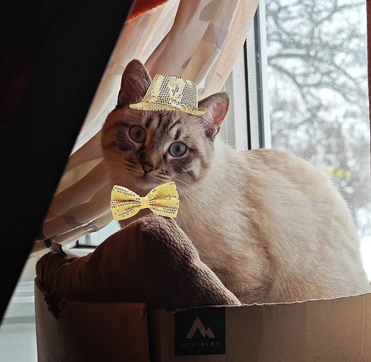 🪩🐾 DISCO PAWTY ALERT 🐾🪩 @ griimm understood the assignment 💅✨Hat on, bowtie ready, the Petzbe disco pawty is officially about to start 🎶💃

If your pet isn&rsquo;t on Petzbe yet&hellip; what are you even doing? 👀 Join the fun, show off the fit
