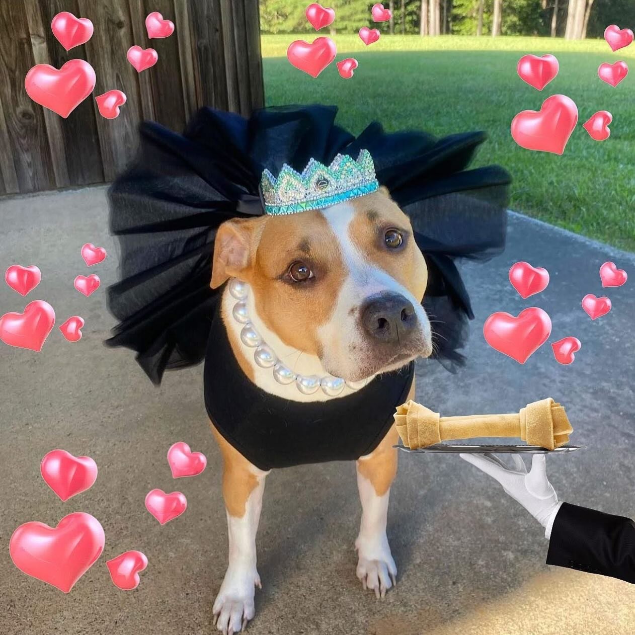 @tremethepibble looking absolutely 💫 stunning 💫 in her Barkfast at Sniffany&rsquo;s Pawloween costume! ✨👑🤍🐾
Make sure to *sniff* Treme today on #Petzbe! 🐾📲

https://petzbe.app.link 🐾📲💖

#dogsofinstagram #Petzbe #Petsocialmedia
