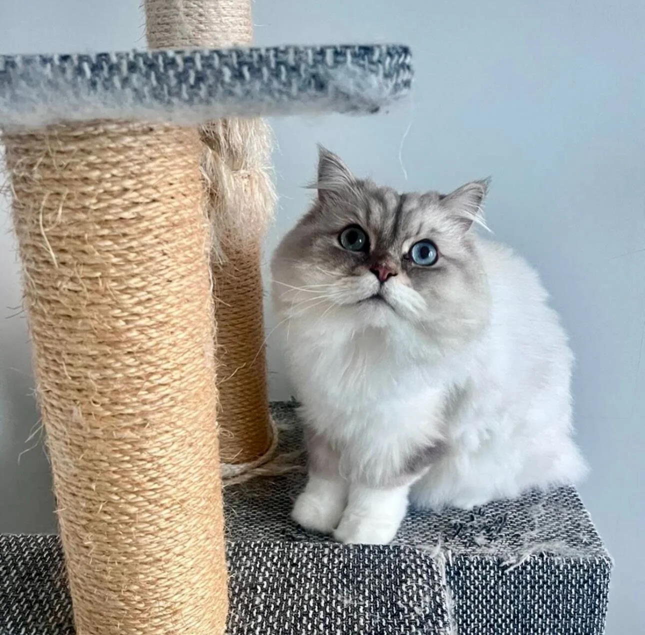 Have you seen how cute our Petzbe users are? 😍🐾 @ prettyboysakura is stealing hearts with that fluffy face &amp; those dreamy eyes 💙✨

On Petzbe, pets are the real influencers &amp; every post is pure cuteness 🐶🐱💕 No humans, just paws &amp; per