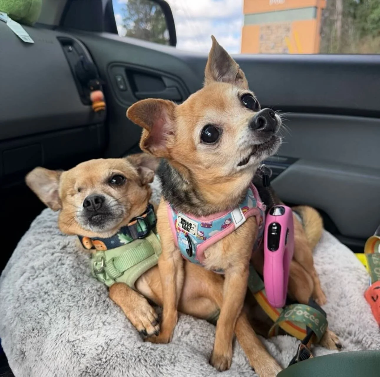 Peanut &amp; Odin are here to steal your heart 🐶💛 These cuddle bug siblings prove that life is better when shared with your furry best friend. From car rides to cozy snuggles, every moment is worth capturing 📸✨

Join a community made just for pets