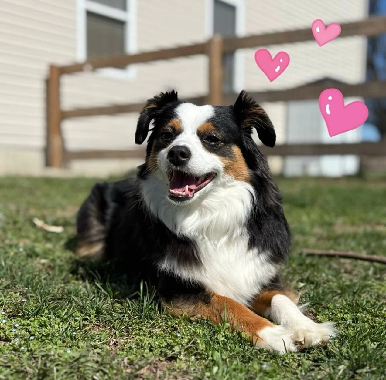 Joey&rsquo;s in the house! 🐾✨ Meet the Mini Aussie who&rsquo;s 100% fluff, 0% chill. Whether he&rsquo;s showing off his teef or guarding his favorite stick, Joey knows how to live the Petzbe life! 🦴📸 

Ready to give your pet a voice? Join the most