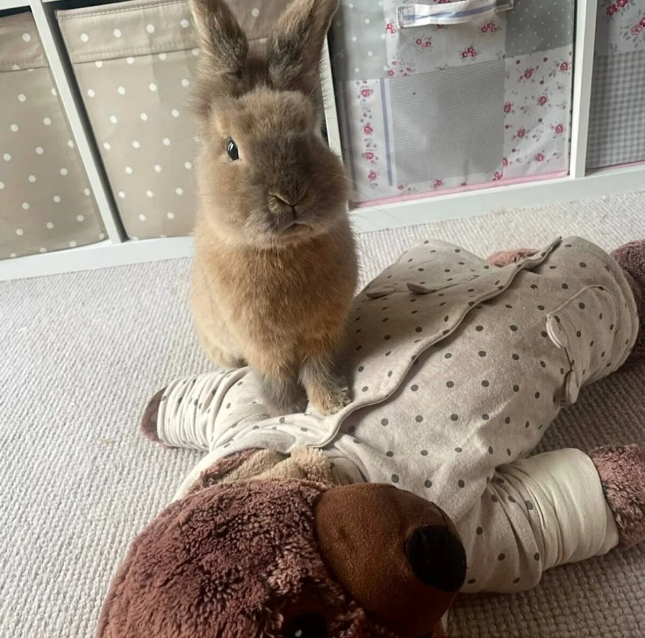 🐰✨ Meet Benjamin, the fluffiest little explorer around! ✨🐰 Whether he&rsquo;s hopping through adventures, munching on his favorite treats, or striking adorable poses, Benjamin knows how to steal hearts wherever he goes! 💚🥕🌿

Do you have a bunny,
