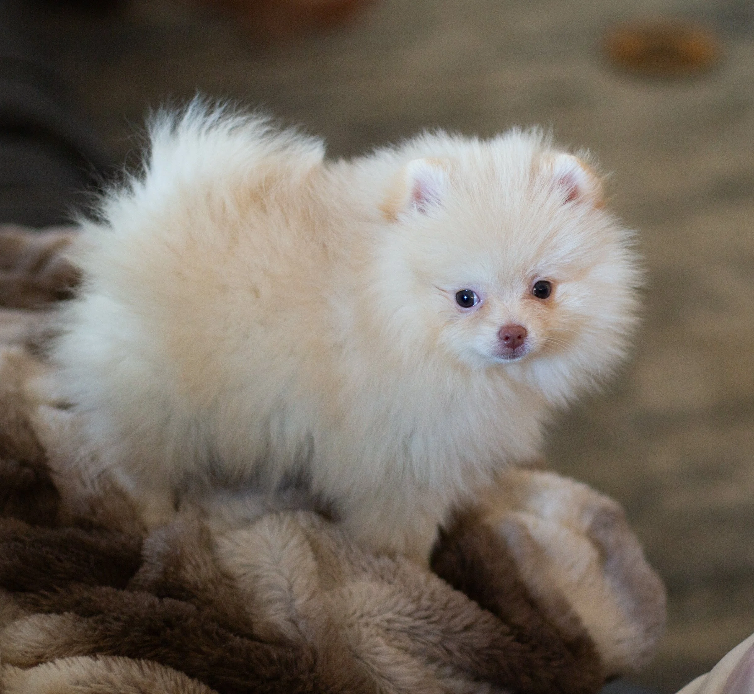 POM - 873A6158.jpg