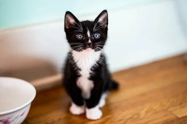 Black and white kitten sitting indoors beside a bowl, representing veterinary marketing and pet care services.