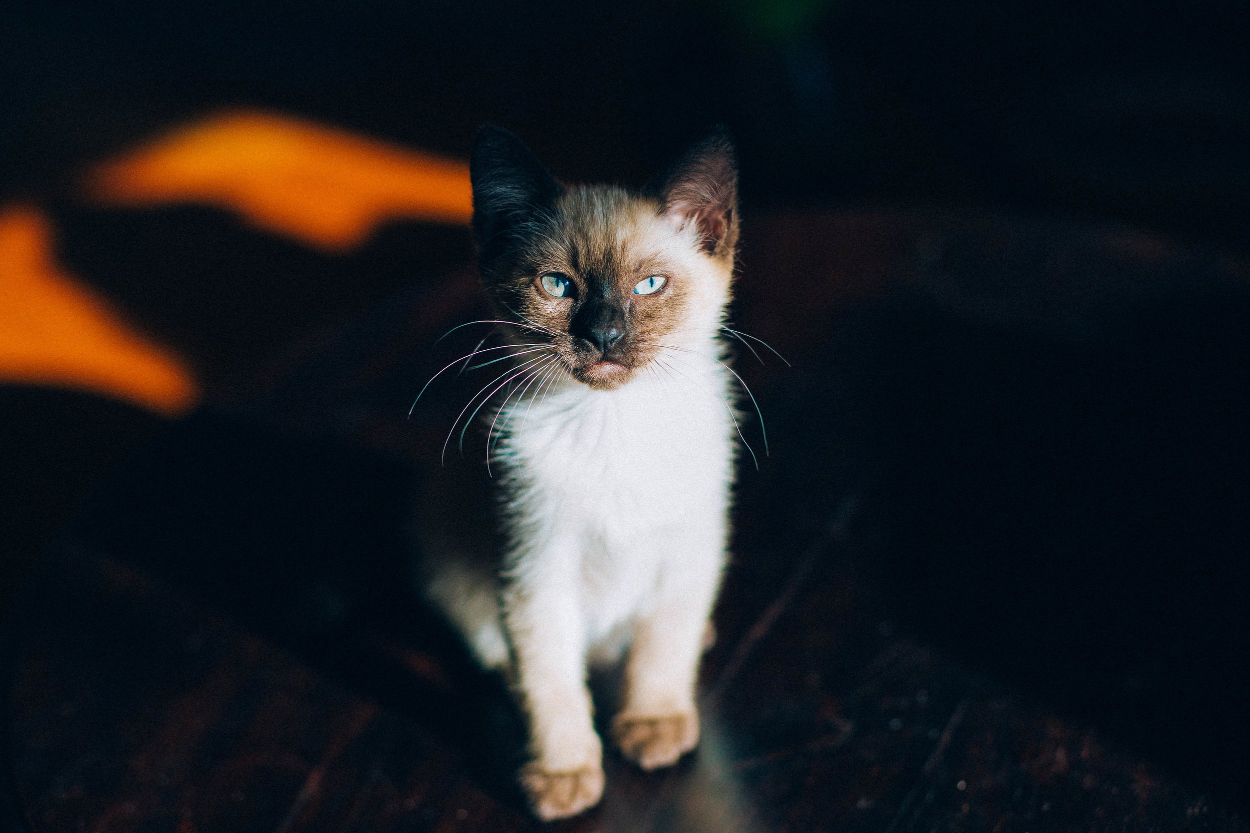 Cat Playing - 873A3414-X5.jpg
