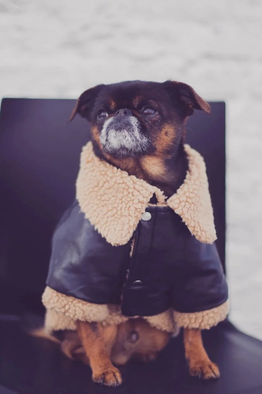 A small dog dressed in a fashionable black jacket with a tan shearling collar and trim, sitting on a black chair against a light background.