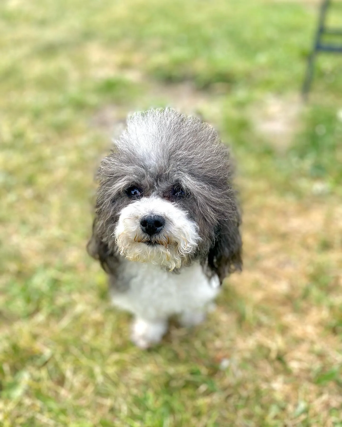 dog-hotel18.jpeg