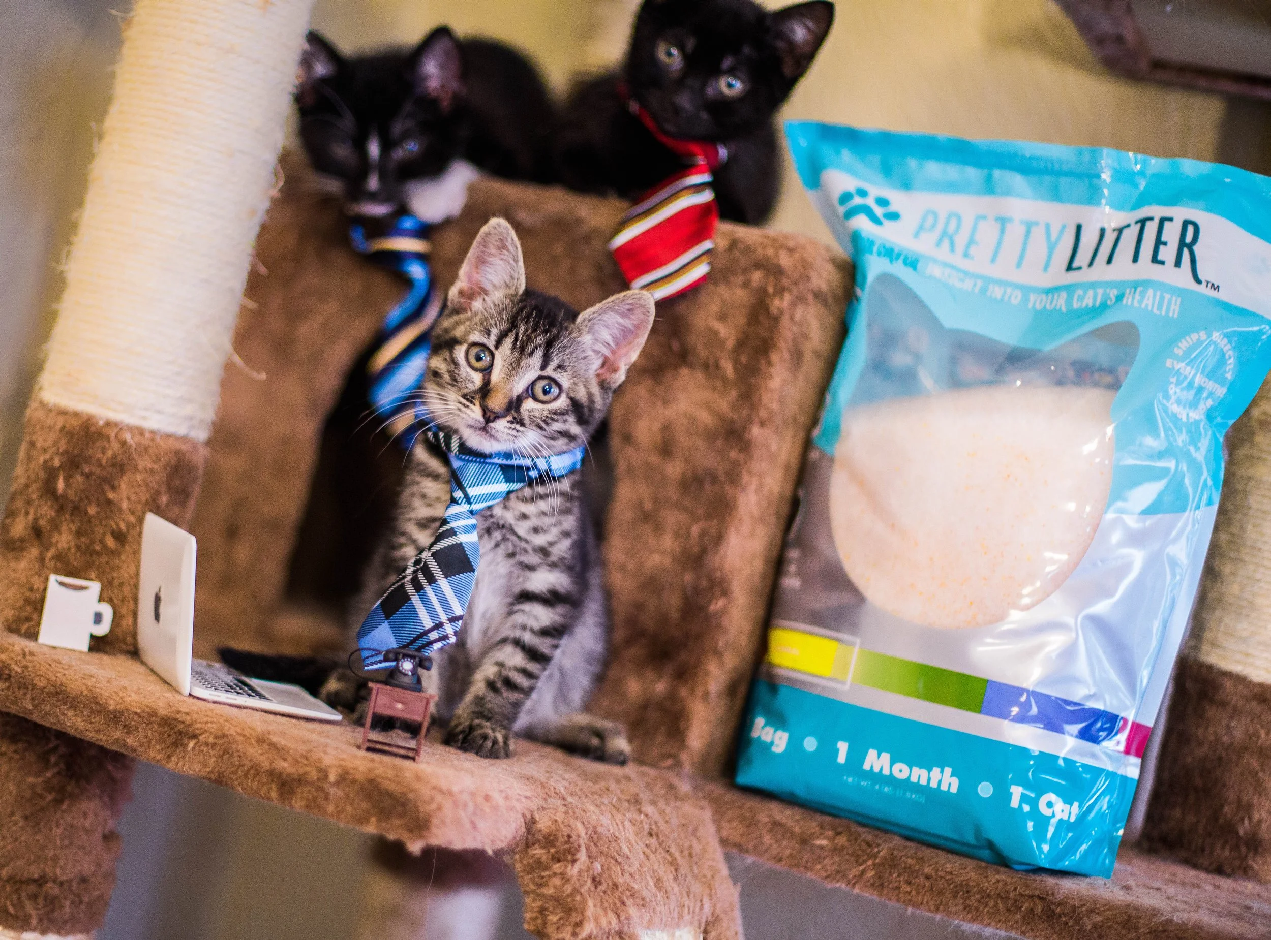 petzbe-agency-pretty-litter--cat-in-tie-lifestyle.jpg.jpg