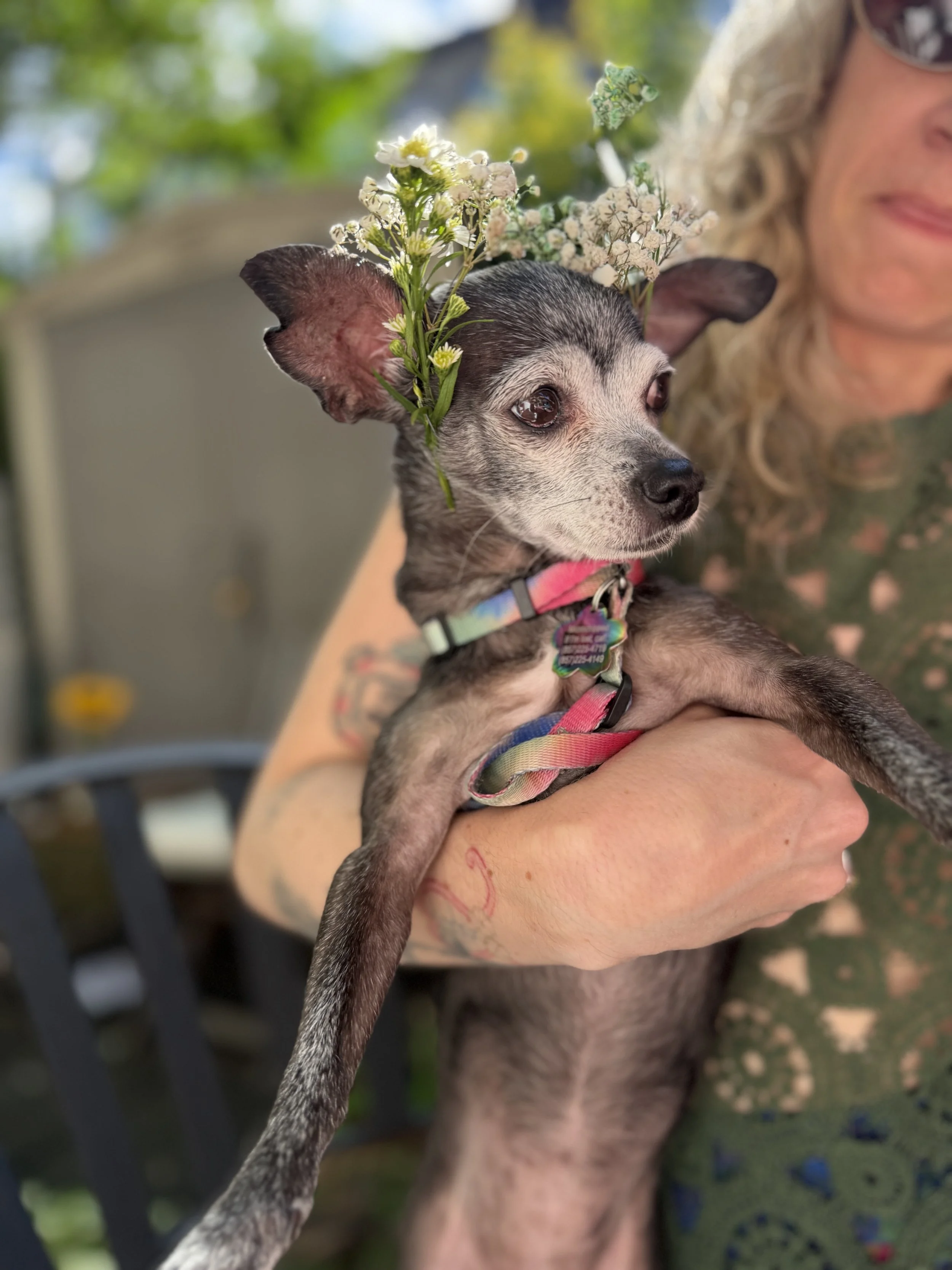 Petunia - IMG_7463.jpg