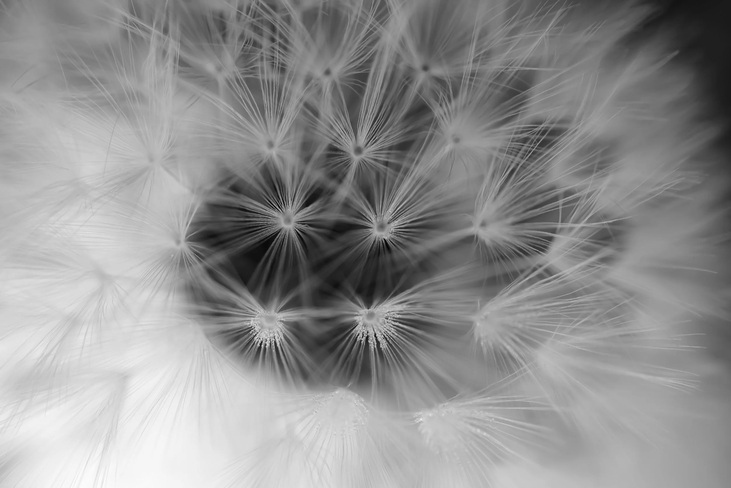 Fils de soie - photographie