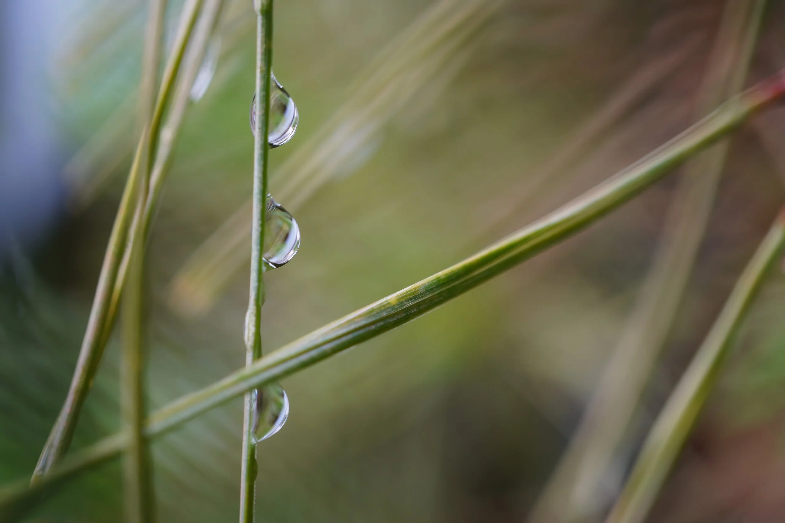 Trois gouttes - photographie