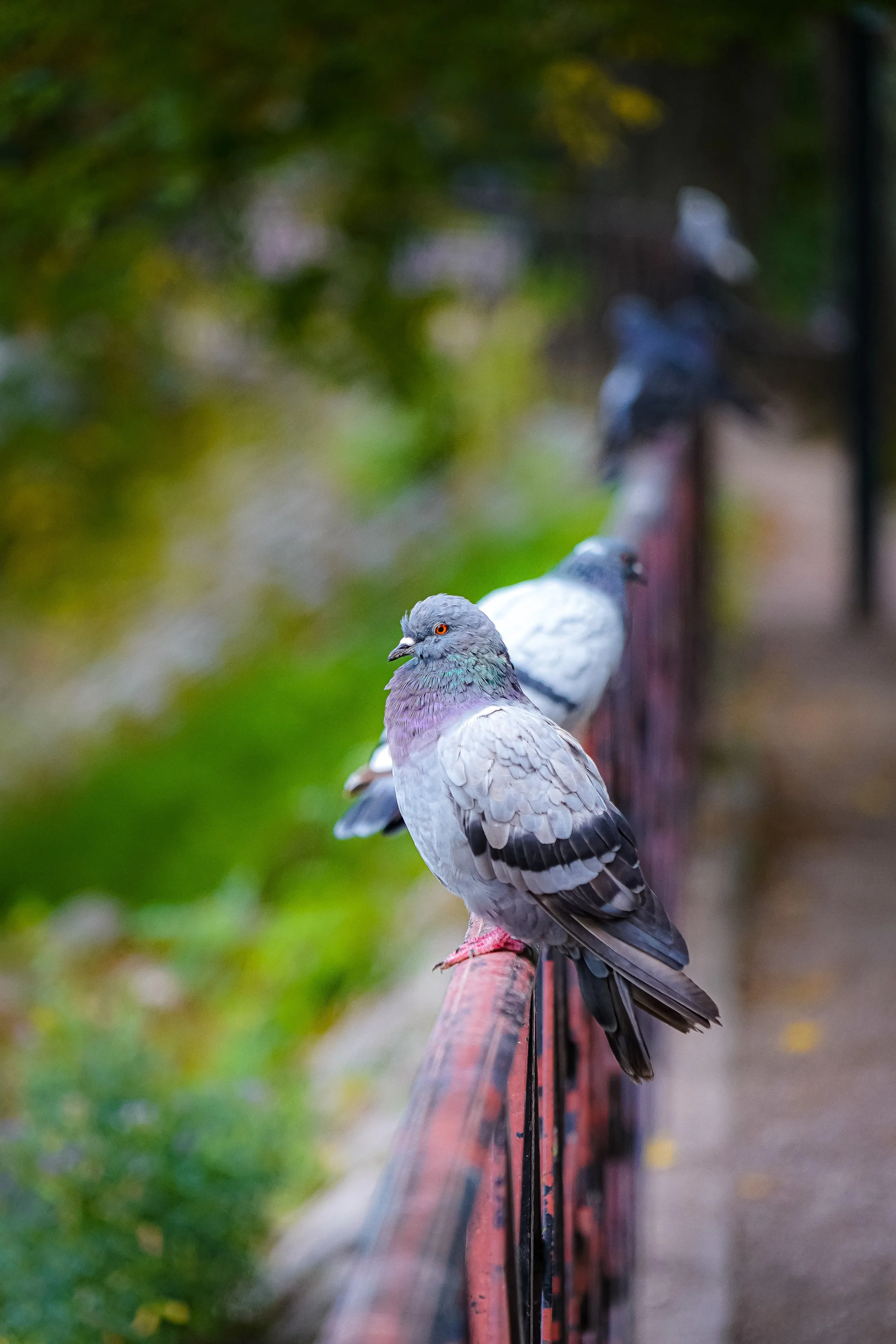 Pigeon vole - photographie