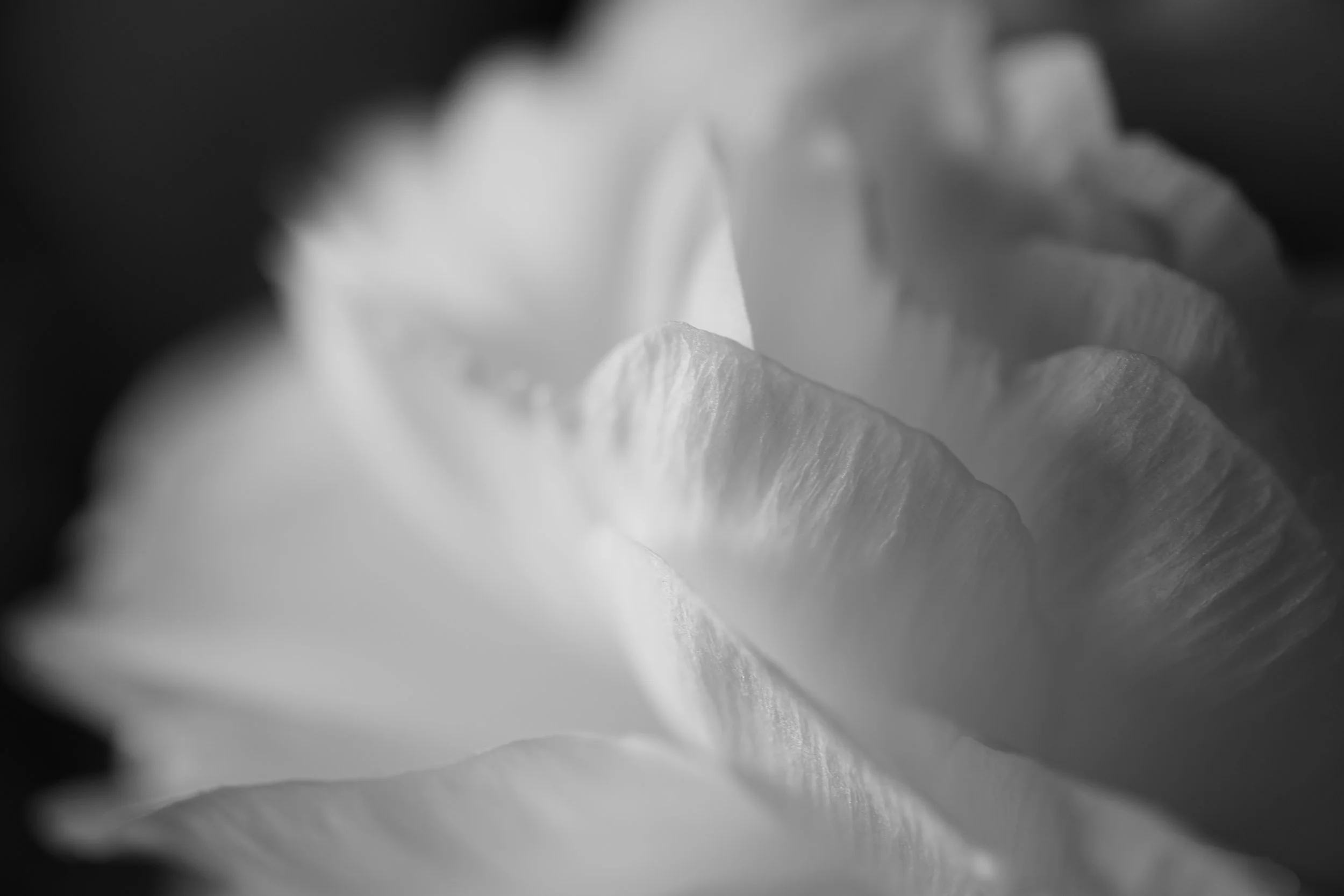 Pureté - photographie