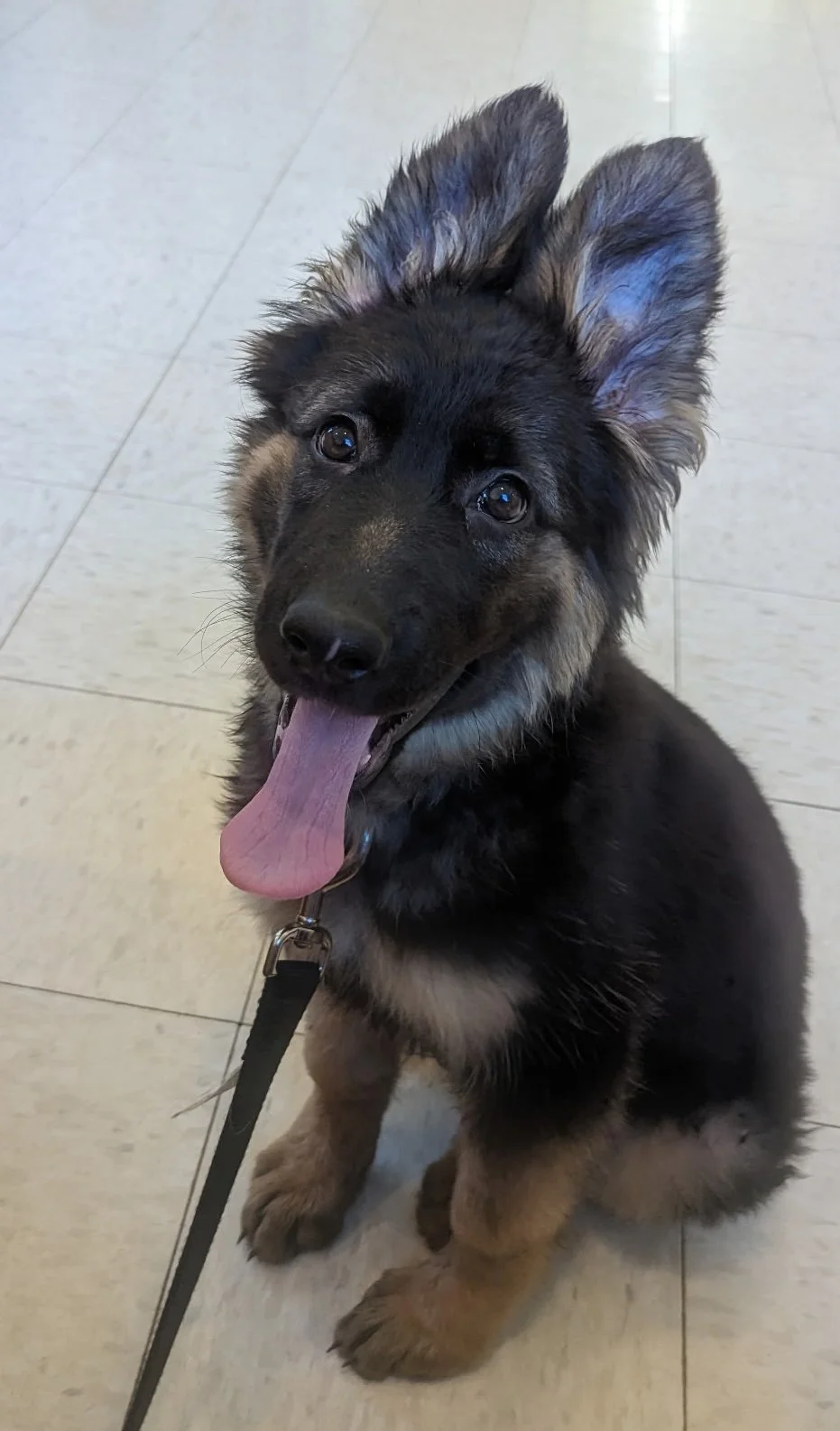 A cute German Shepherd puppy sitting on a tiled floor with its tongue out and ears perked up.