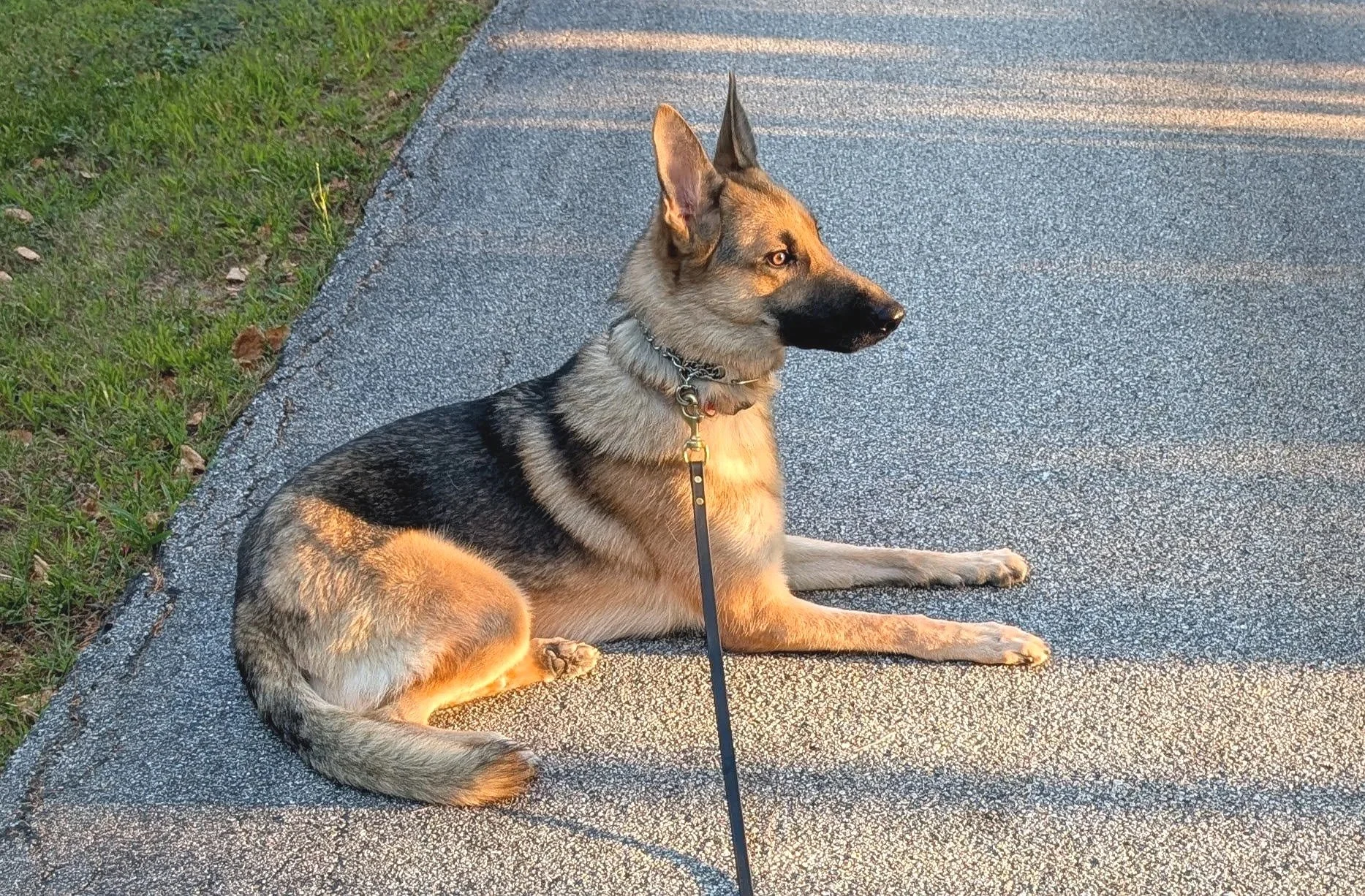 A German Shepherd dog sitting on a paved path near grass, looking to the right as sunlight illuminates its fur.