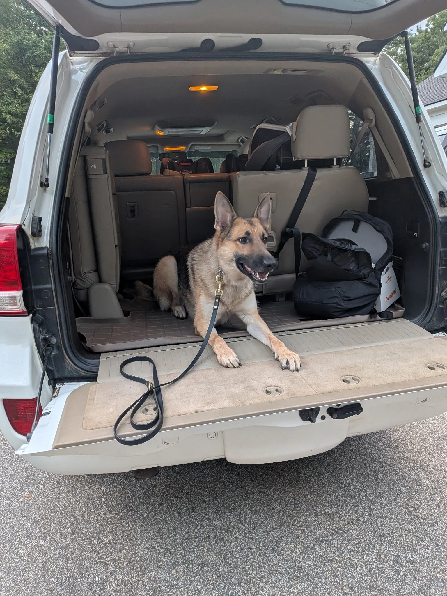 A dog lying on the open tailgate of a white SUV, with the back seats up and some bags inside, in a parking lot.