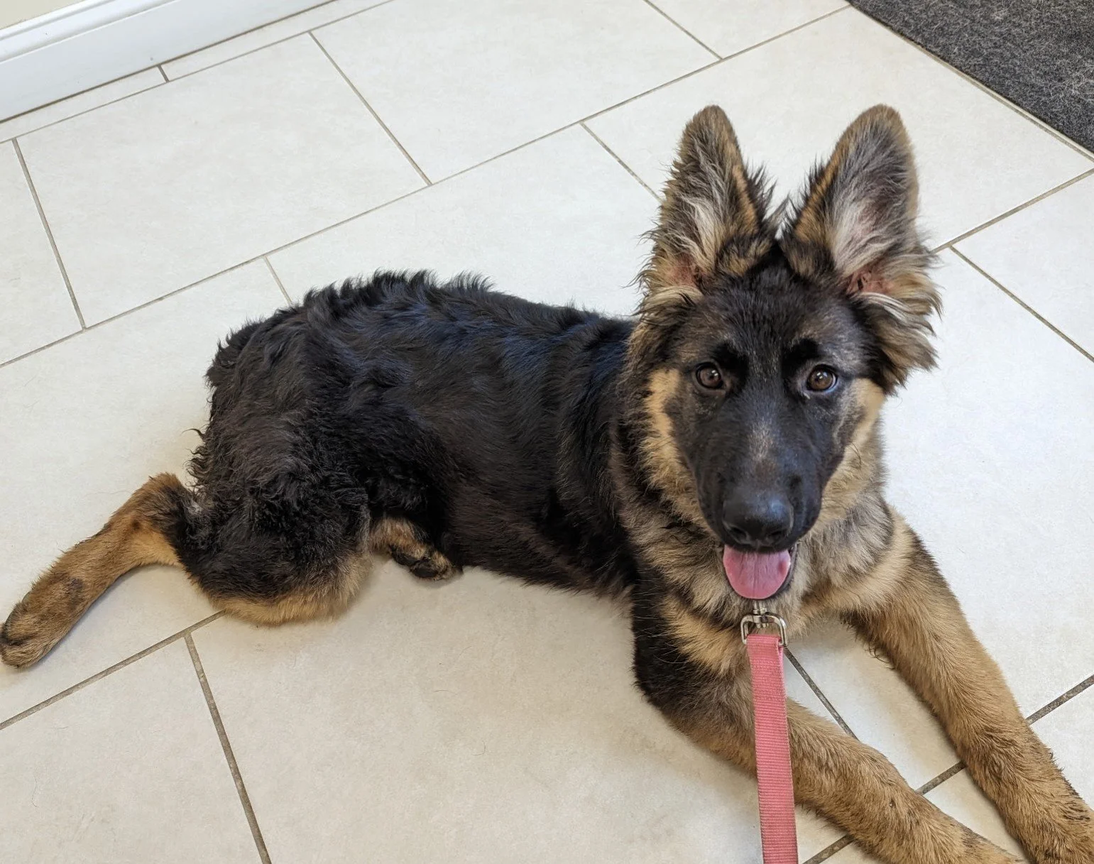 Young German Shepherd puppy lying on a tiled floor, looking at the camera with tongue slightly out, wearing a pink leash.