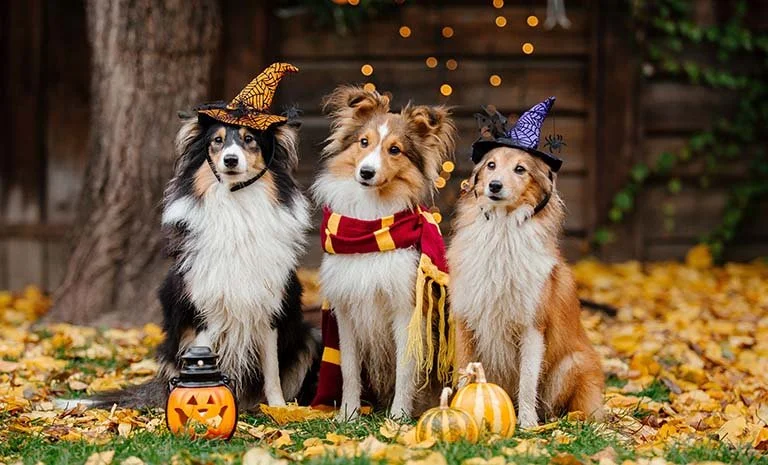 Best Halloween Costumes for Pets & Families