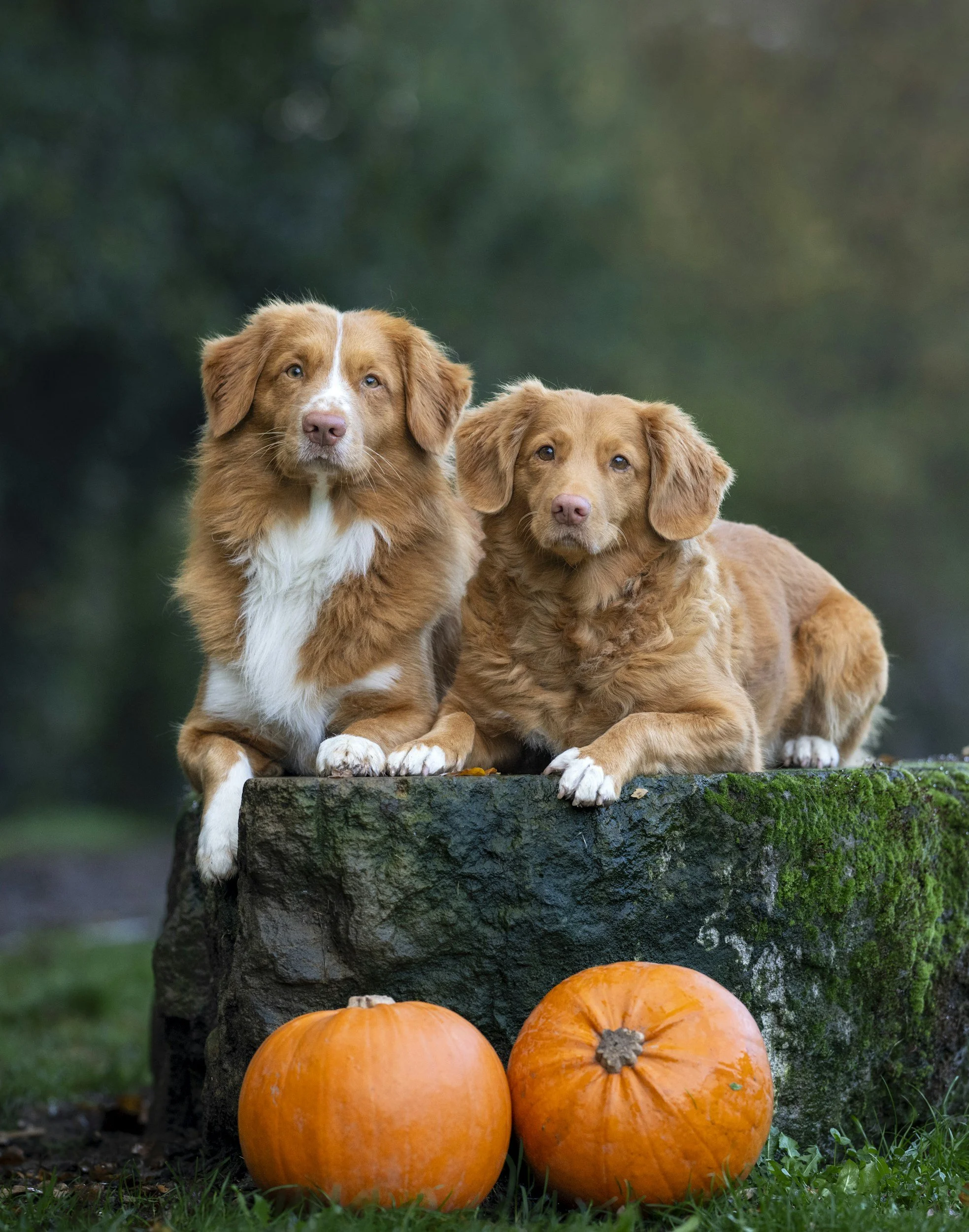 Pumpkin Spice for Pets: Safe Treats & Recipes