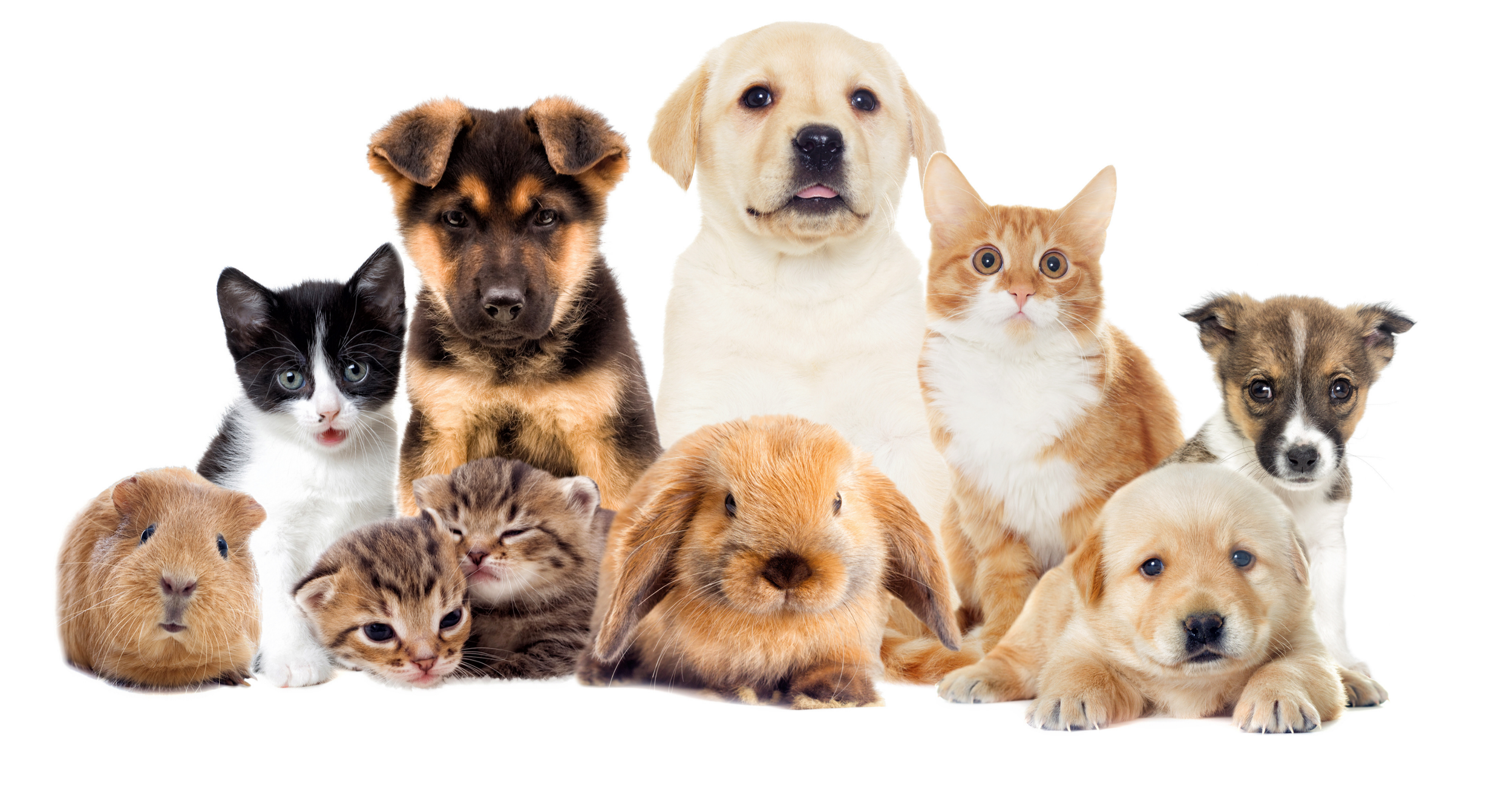 Group of various puppies and kittens, some sitting and some lying down, on a white background.