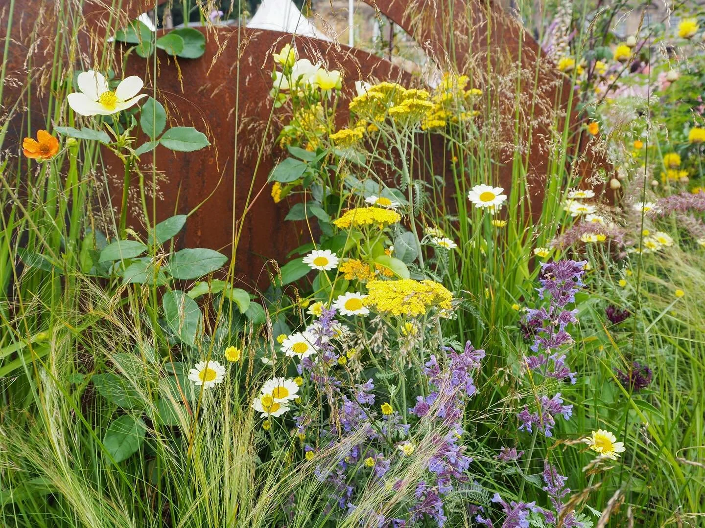 Some favourites from #rhswentworthwoodhouse 🌾🌻
@the_rhs @wentworth_woodhouse