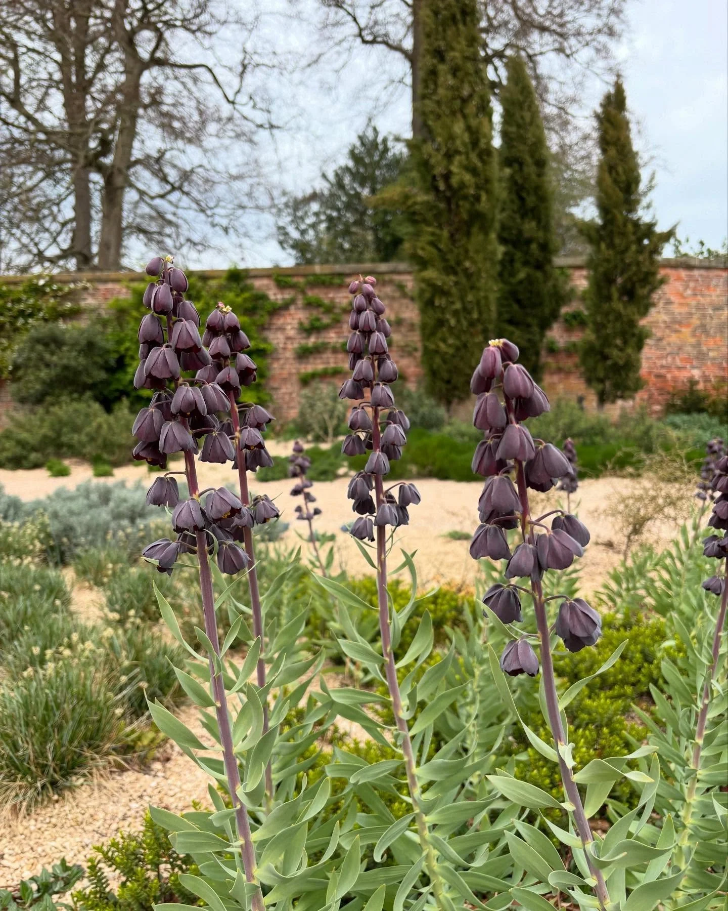 Some April garden favourites before May turns to June 🌸