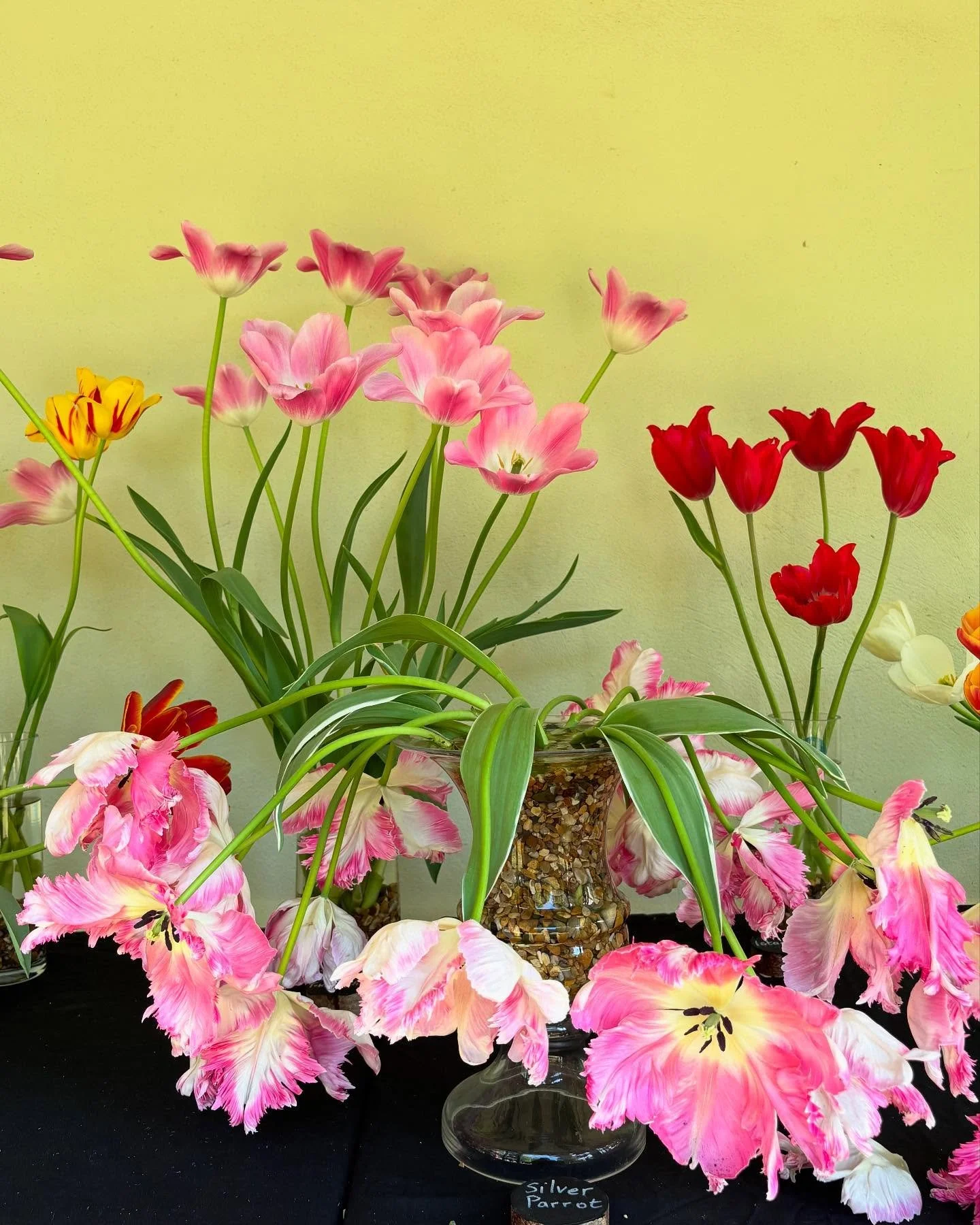 A little trip to @burnbyhallgardens 🌷 A great place for finding new tulip cultivars