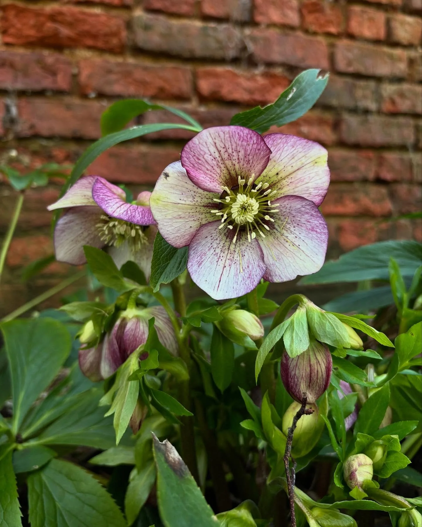 Hellebores | Here are just a few of the many beautiful varieties basking in the winter sunshine earlier this month. These hellebores have thrived for many years my parent&rsquo;s garden and receive virtually no maintenance. 

In the garden 
✨ long fl