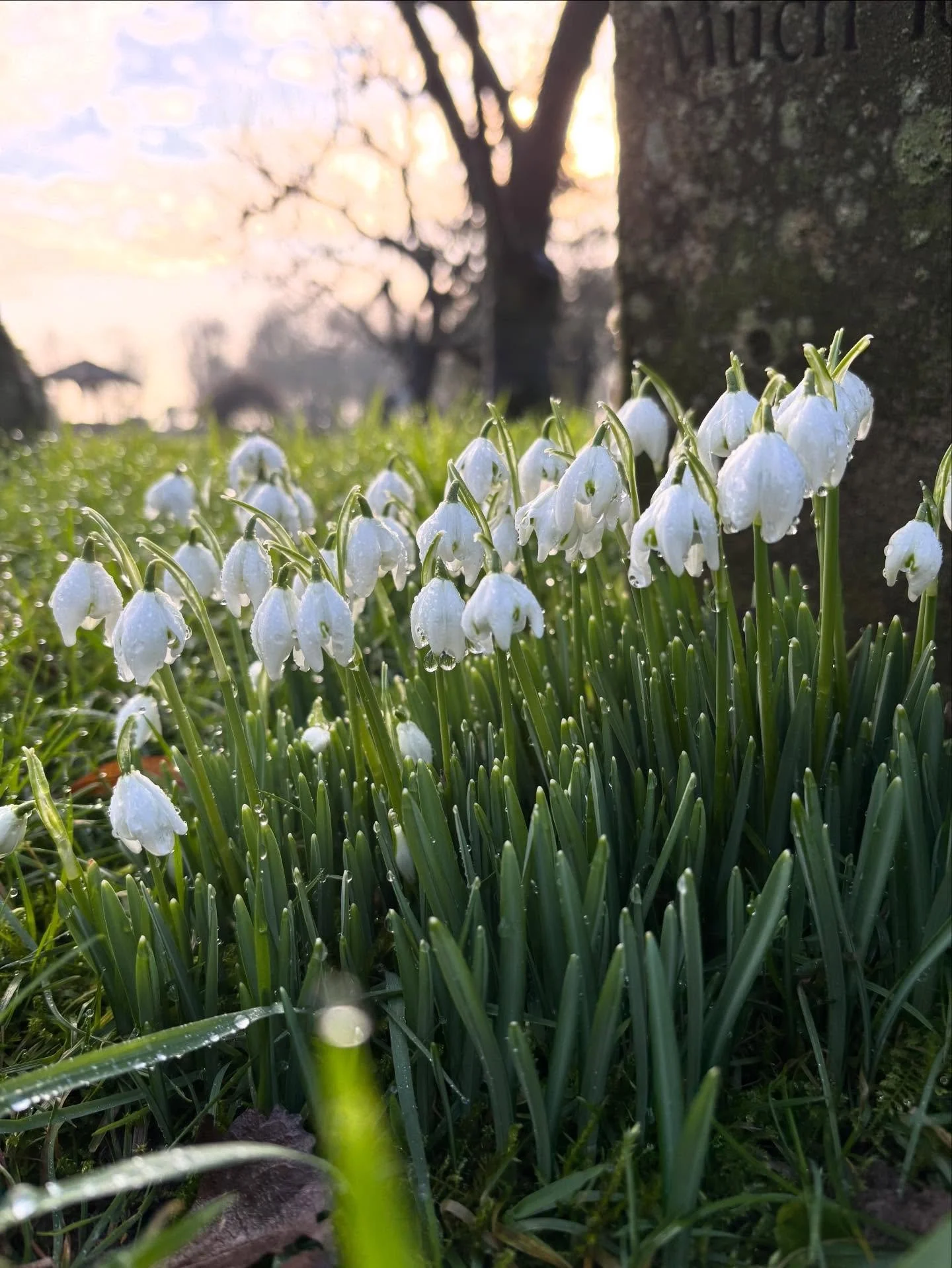 Happy Imbolc 🕯️✨ 

We are halfway between the Winter Solstice and Spring Equinox 🌙 Imbolc marks the return of light, growth and fertility. Although the signs are still small, life is busy preparing for spring 🌿 

1. Galanthus (snowdrop)
2. Possibl