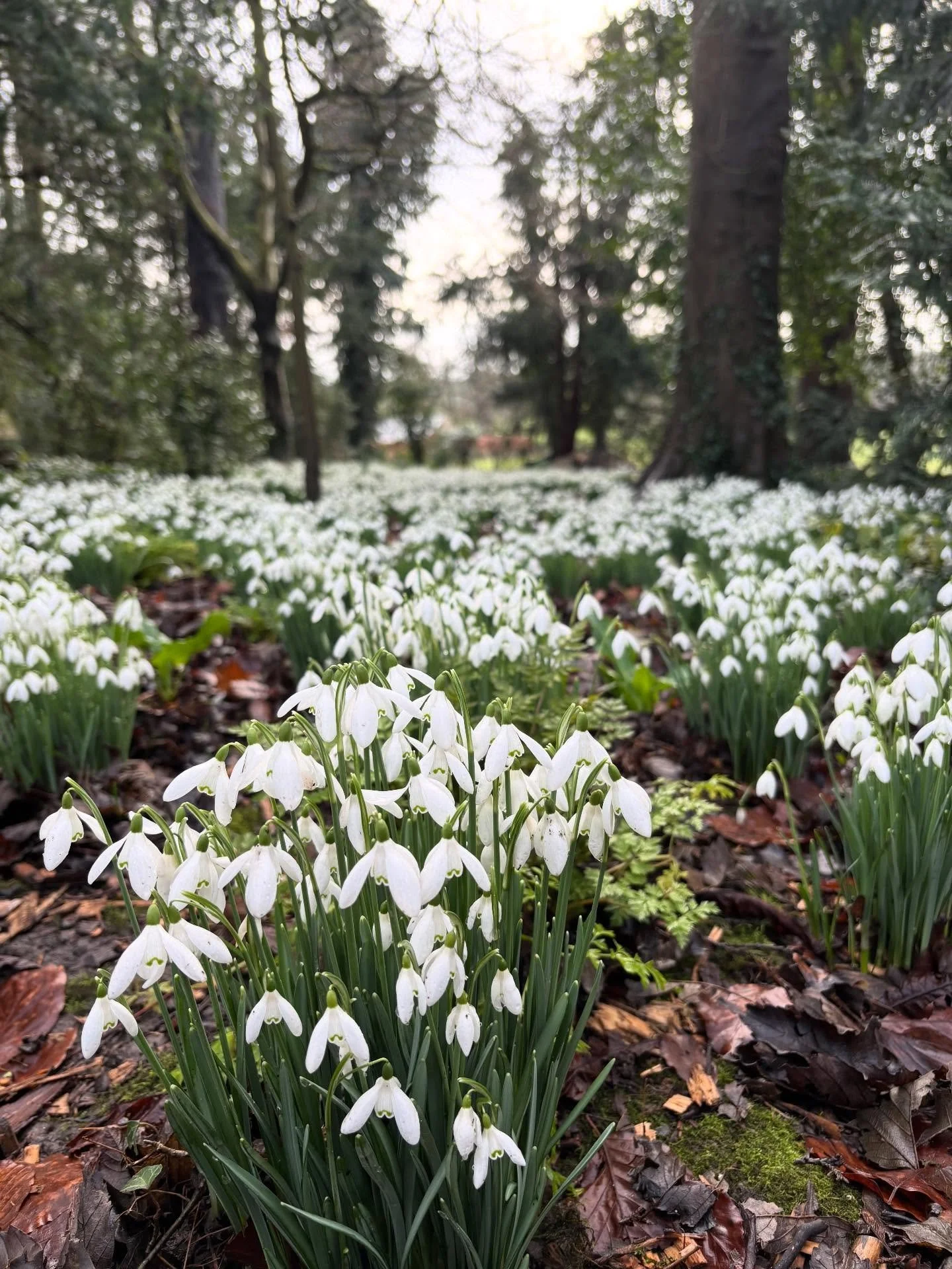 Snowdrops, winter aconites and beautiful wildlife structures at Goldsborough Hall 🌱🪵🪲