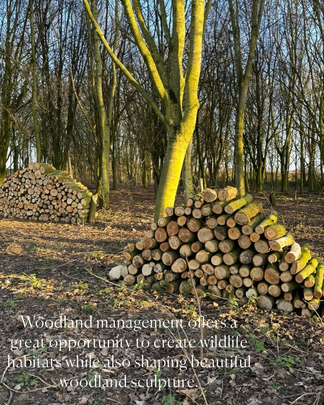 Woodland management offers a great opportunity to create wildlife habitats while also shaping beautiful woodland sculpture 🪵🪲🐝🕷️🪾

At this North Yorkshire project, I have been marking trees for removal or coppicing and the client&rsquo;s wonderf