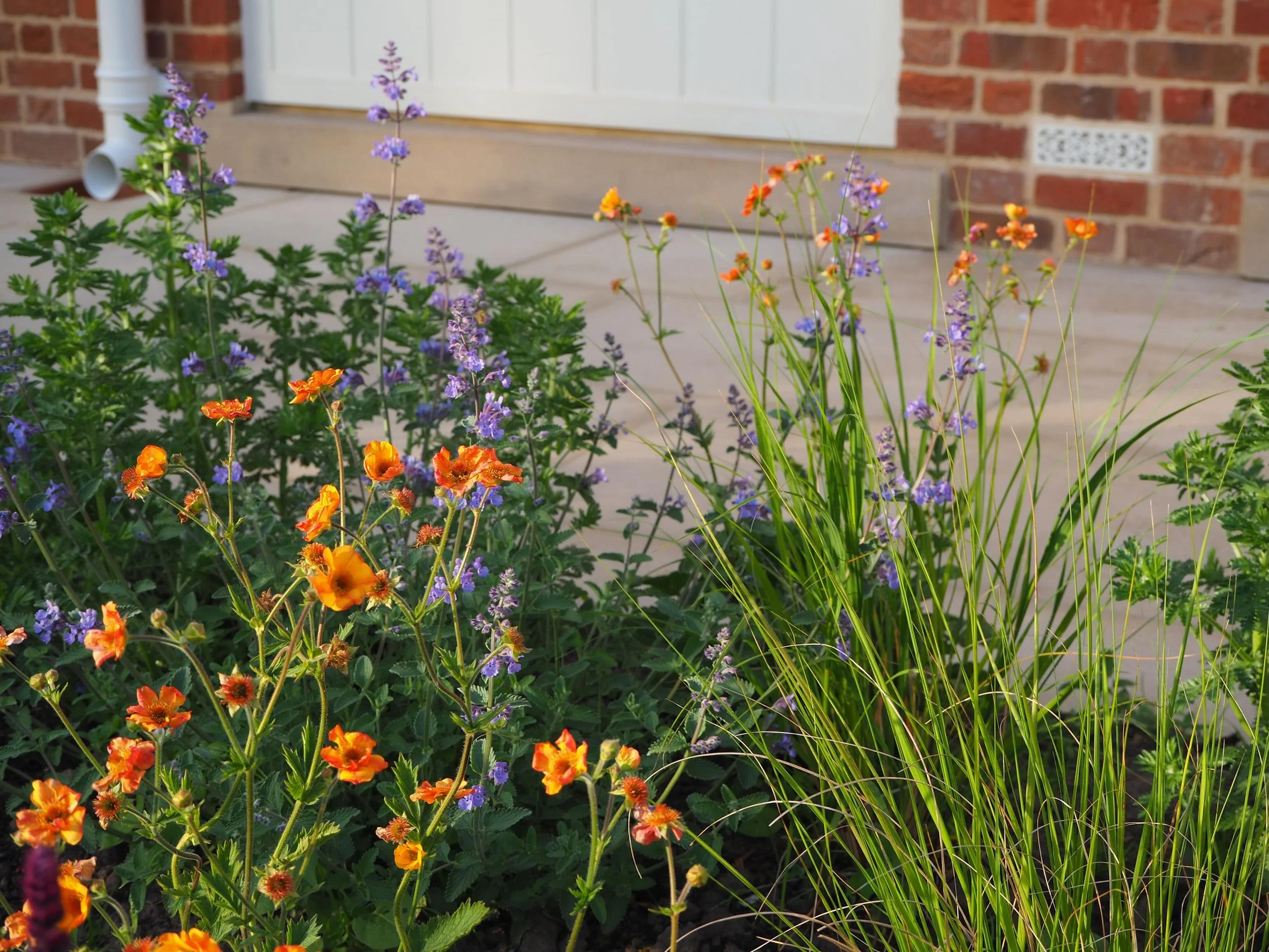 Texture and contrast | Geum, Nepeta, Anthemis, Stipa 

My camera skills weren&rsquo;t good enough to pick up the Hummingbird Hawk Moth flitting between the flowers 🦋