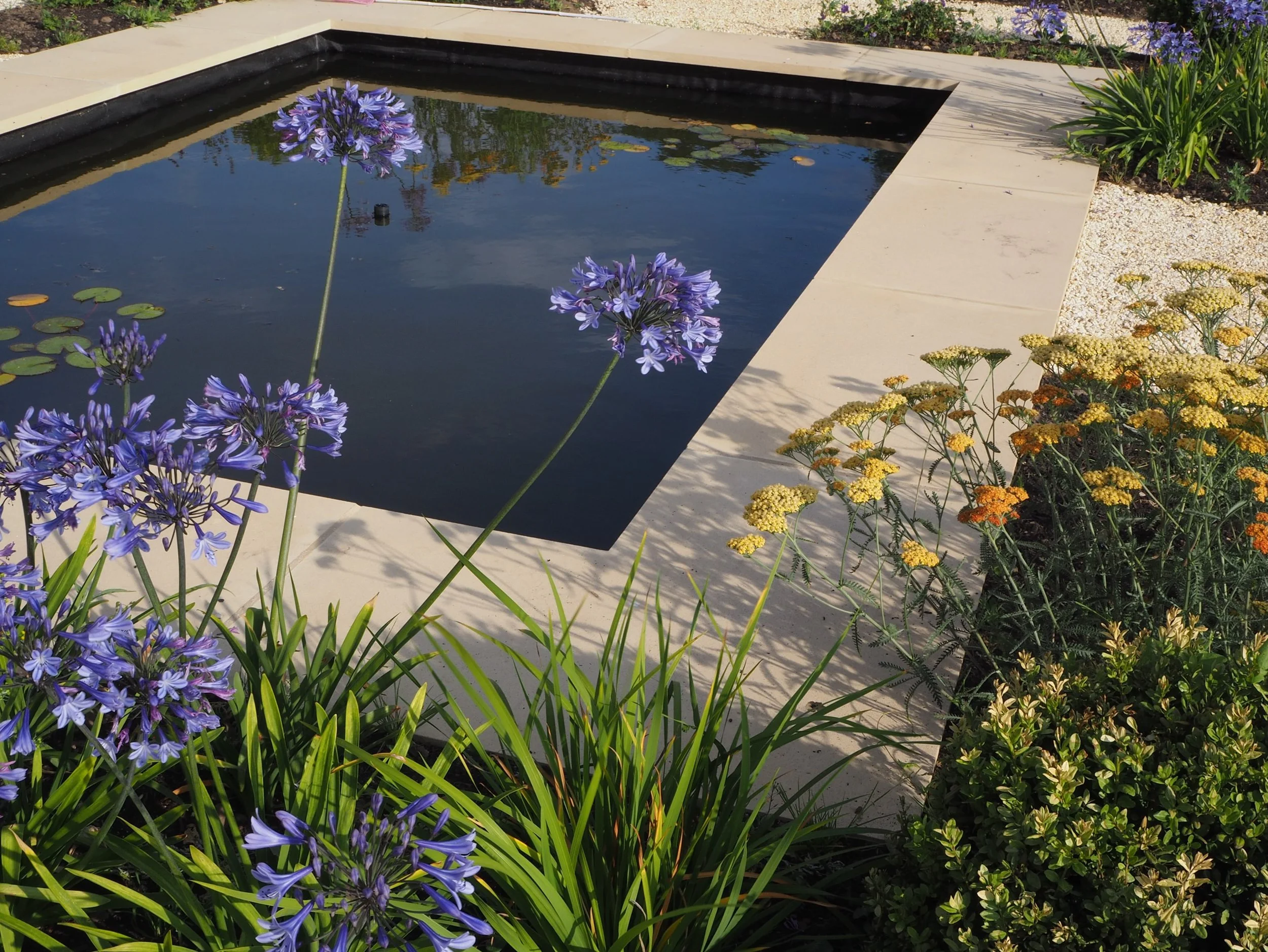 Agapanthus season ✨