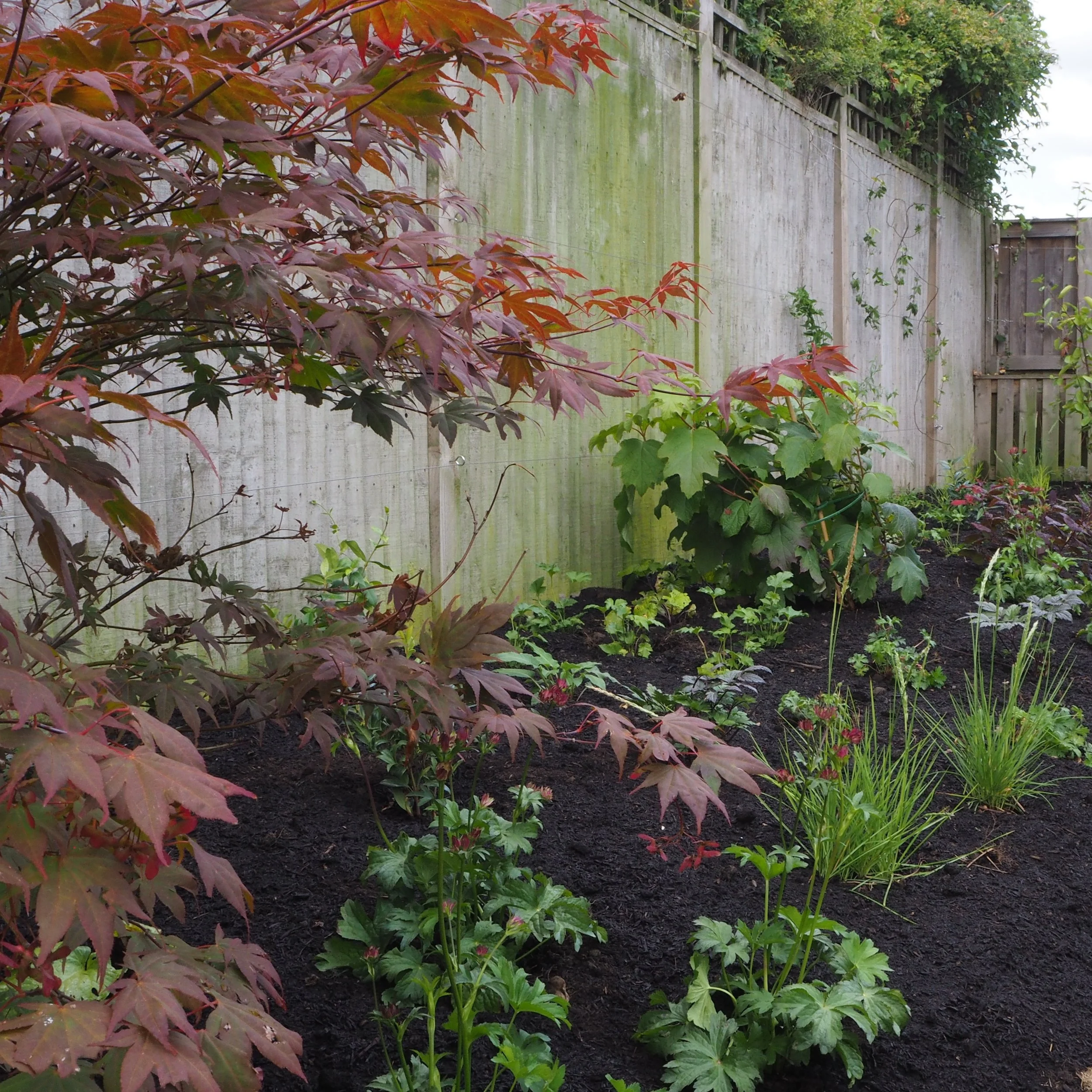 Bishopthorpe, York | Planting Design 

The client came to me feeling overwhelmed by a garden that lacked structure and a conherent style. As a beginner gardener, she wanted a space that felt calm, manageable and beautiful and somewhere she could enjo