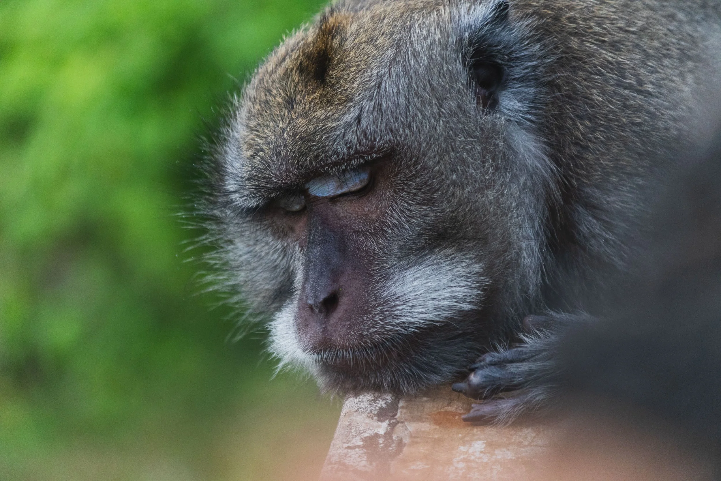 Pandawa (143 von 203)-min.jpg