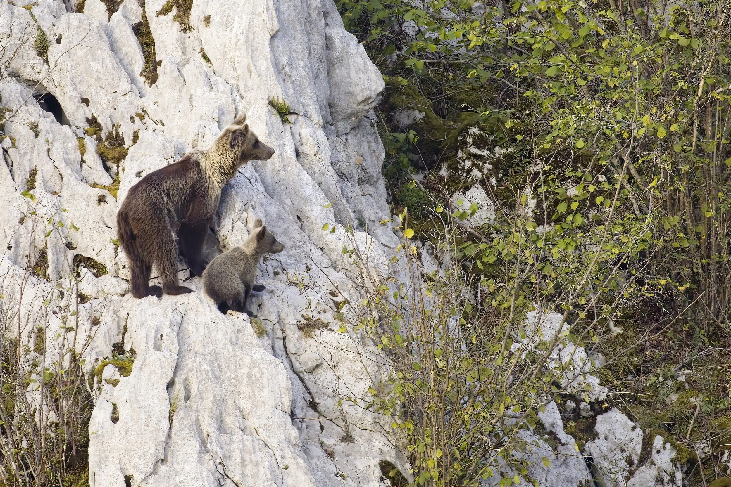 L’Ours des falaises