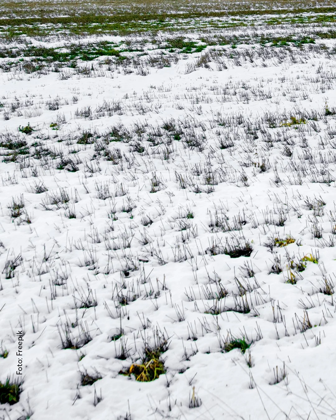 Schneeschimmel: unsichtbare Gefahr