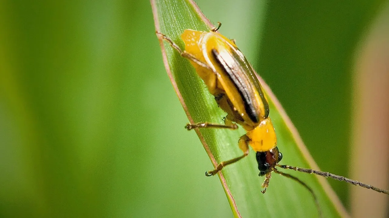 Herzschmerz für Pflanzen
