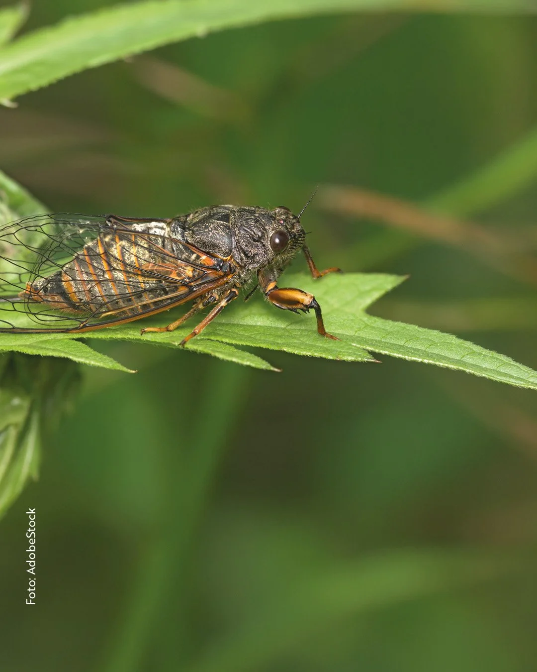 Von Schädlingen aufblattlt: Was tun?