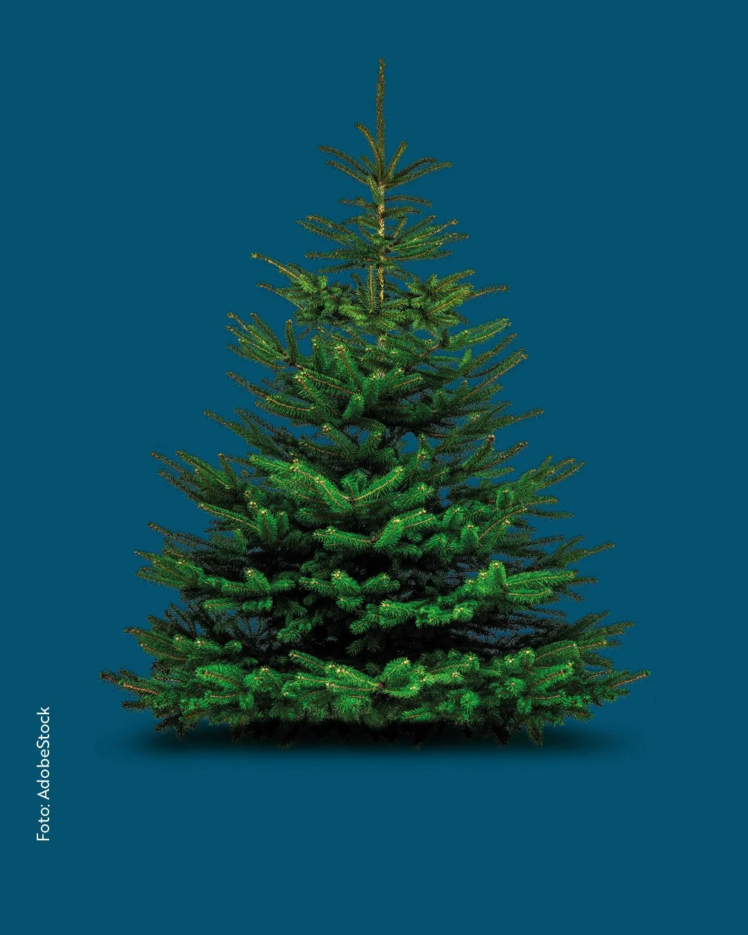 Wohnraum Christbaum