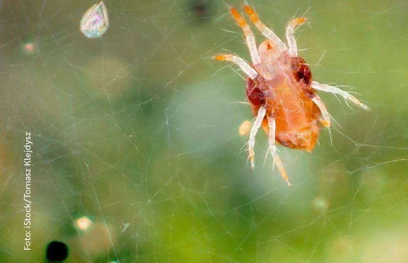 Zimmerpflanzen: Vorsicht, Spinnmilben!