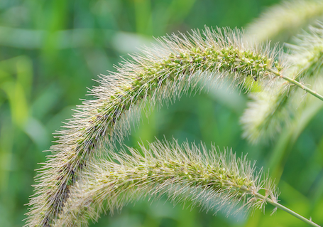 Unkrautkontrolle im Frühjahr