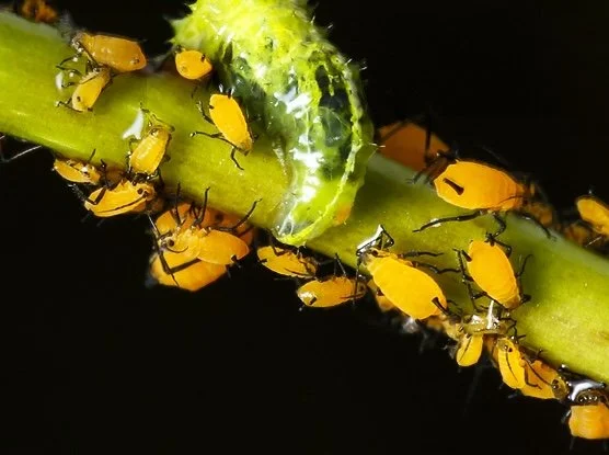 Viktor, der lausige Vektor