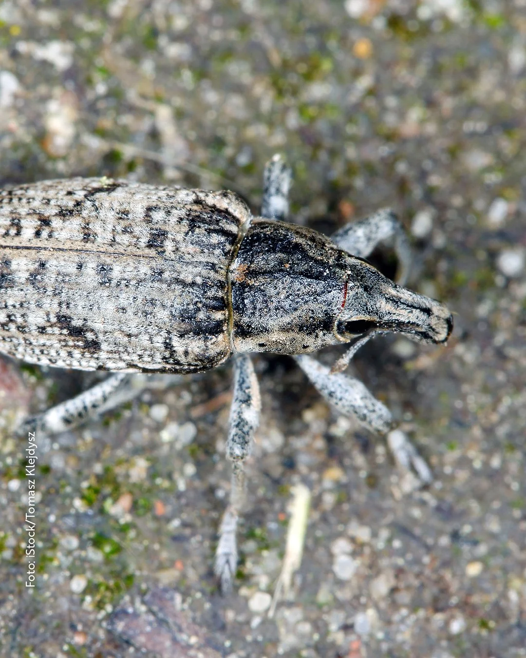 Vorsicht, Einbrecher!