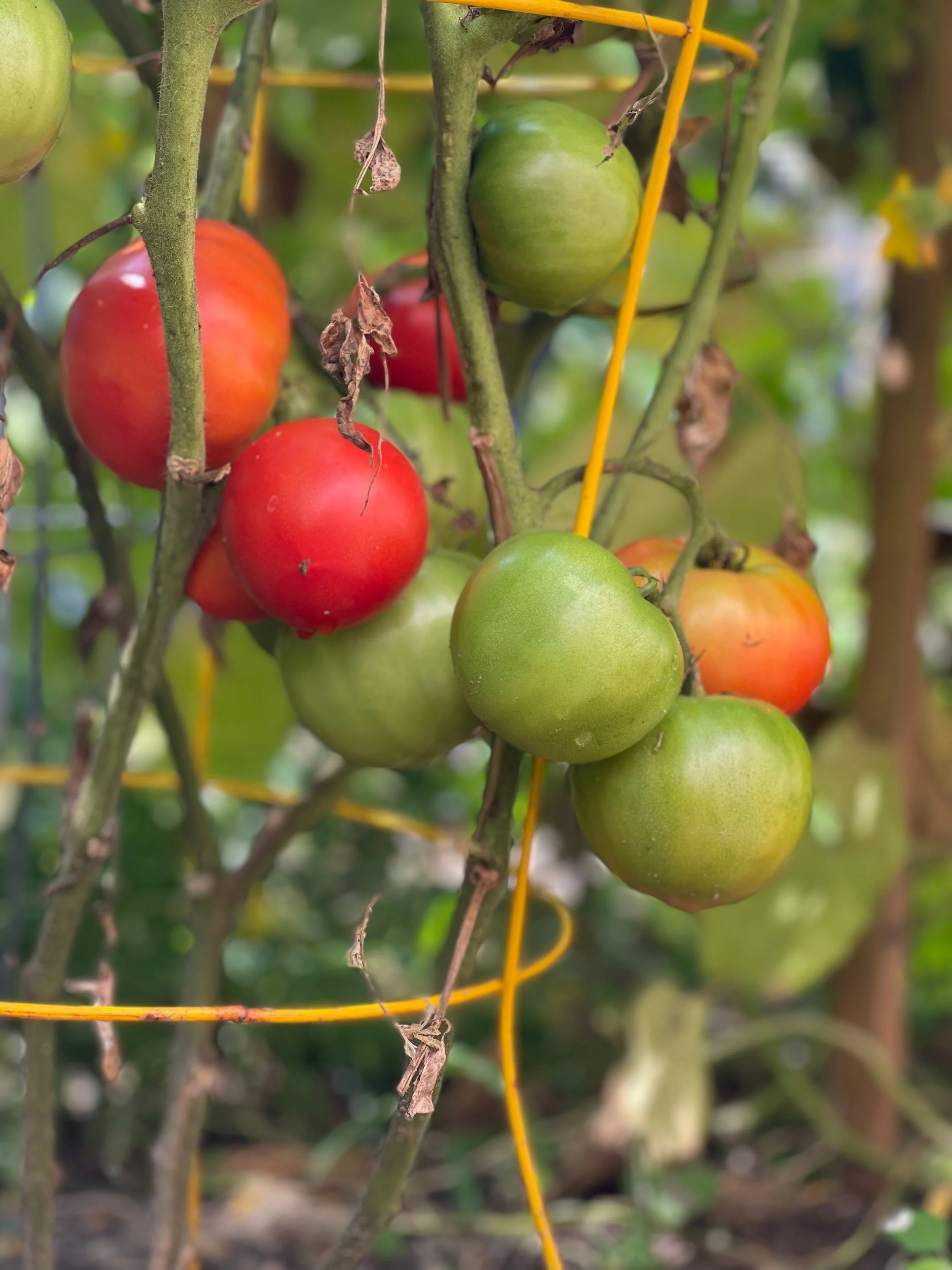 Es ist was faul in der Tomate