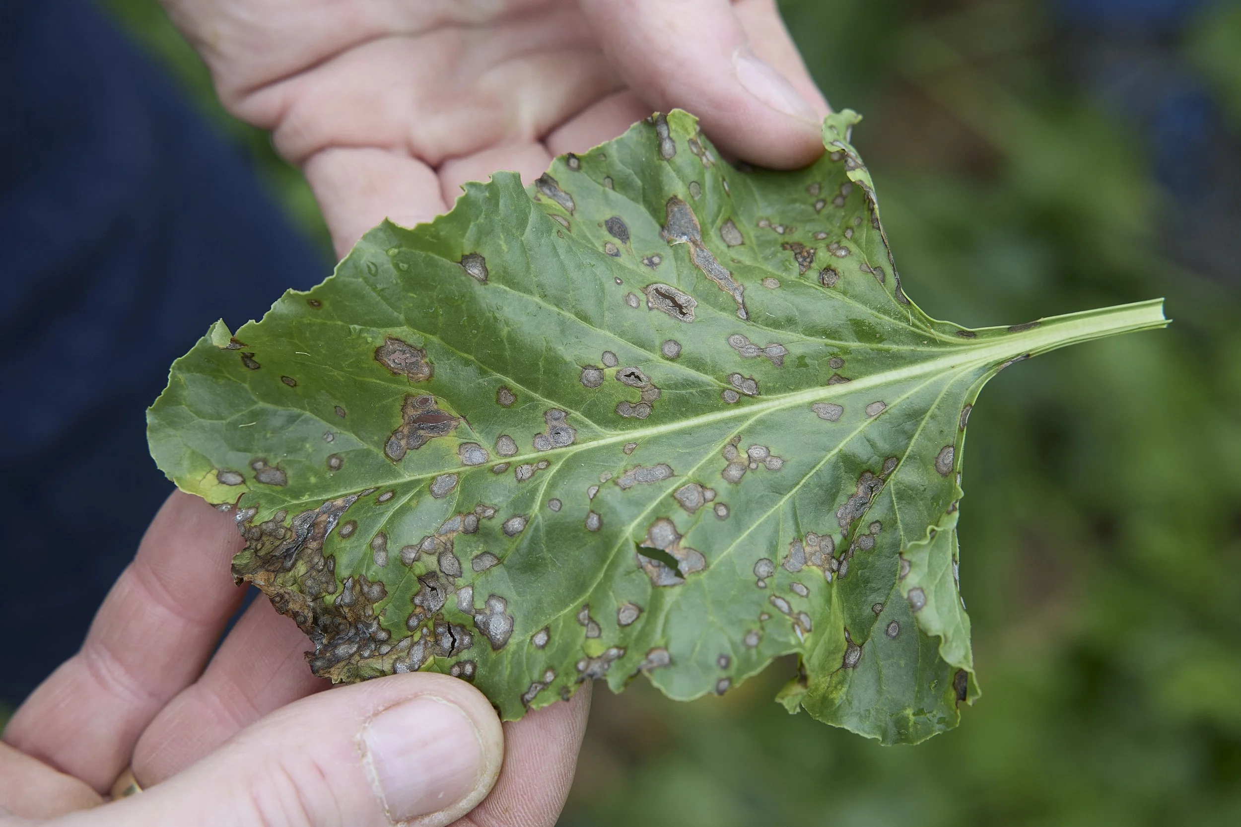 It’s in my plant: pathogens!  