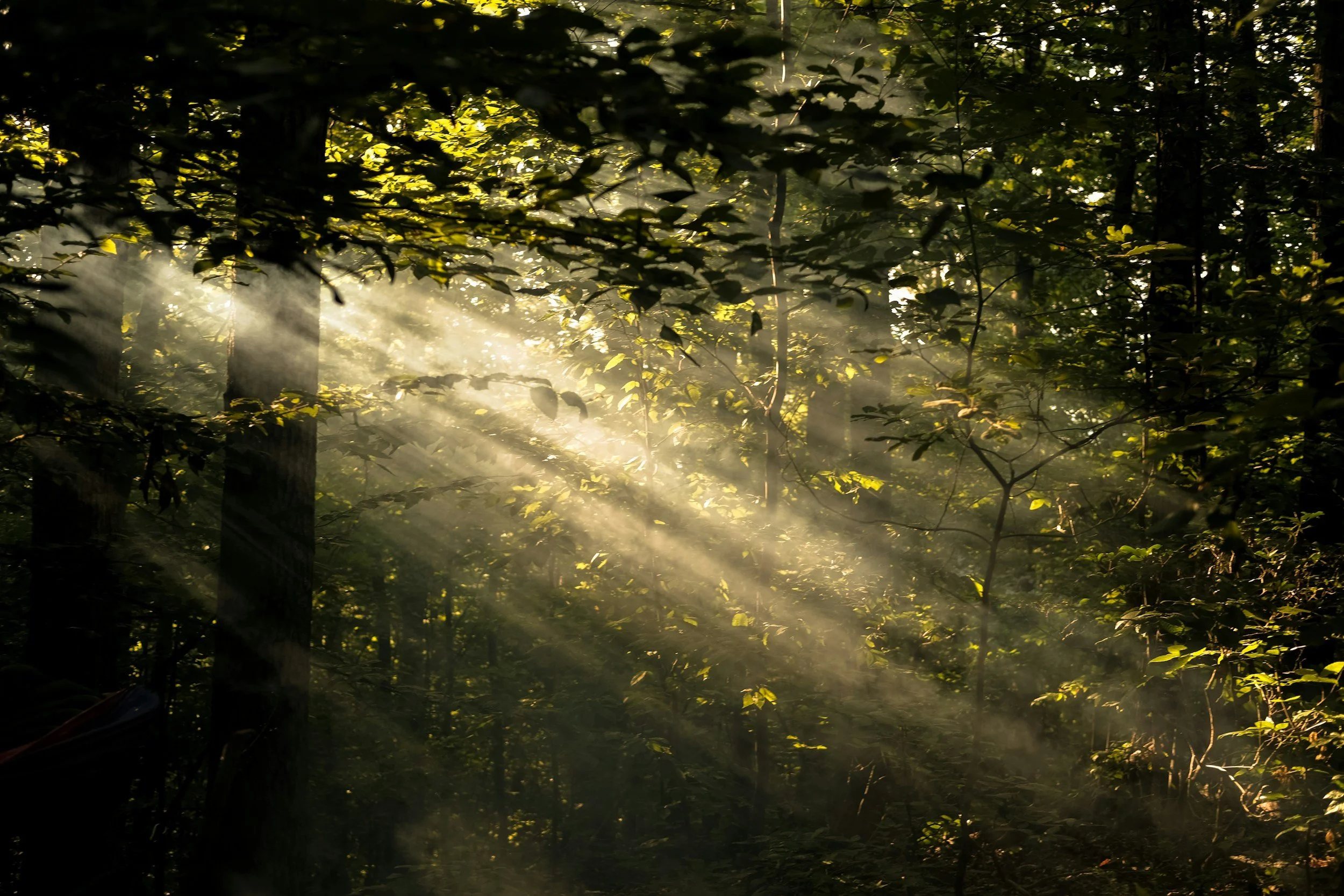 Sonnenstrahlen fallen durch Bäume im Wald – Symbol für mentale Klarheit, Ruhe, Stressregulation, Bewusstsein, emotionale Stärke und ganzheitliche Gesundheit im Longevity Lab.