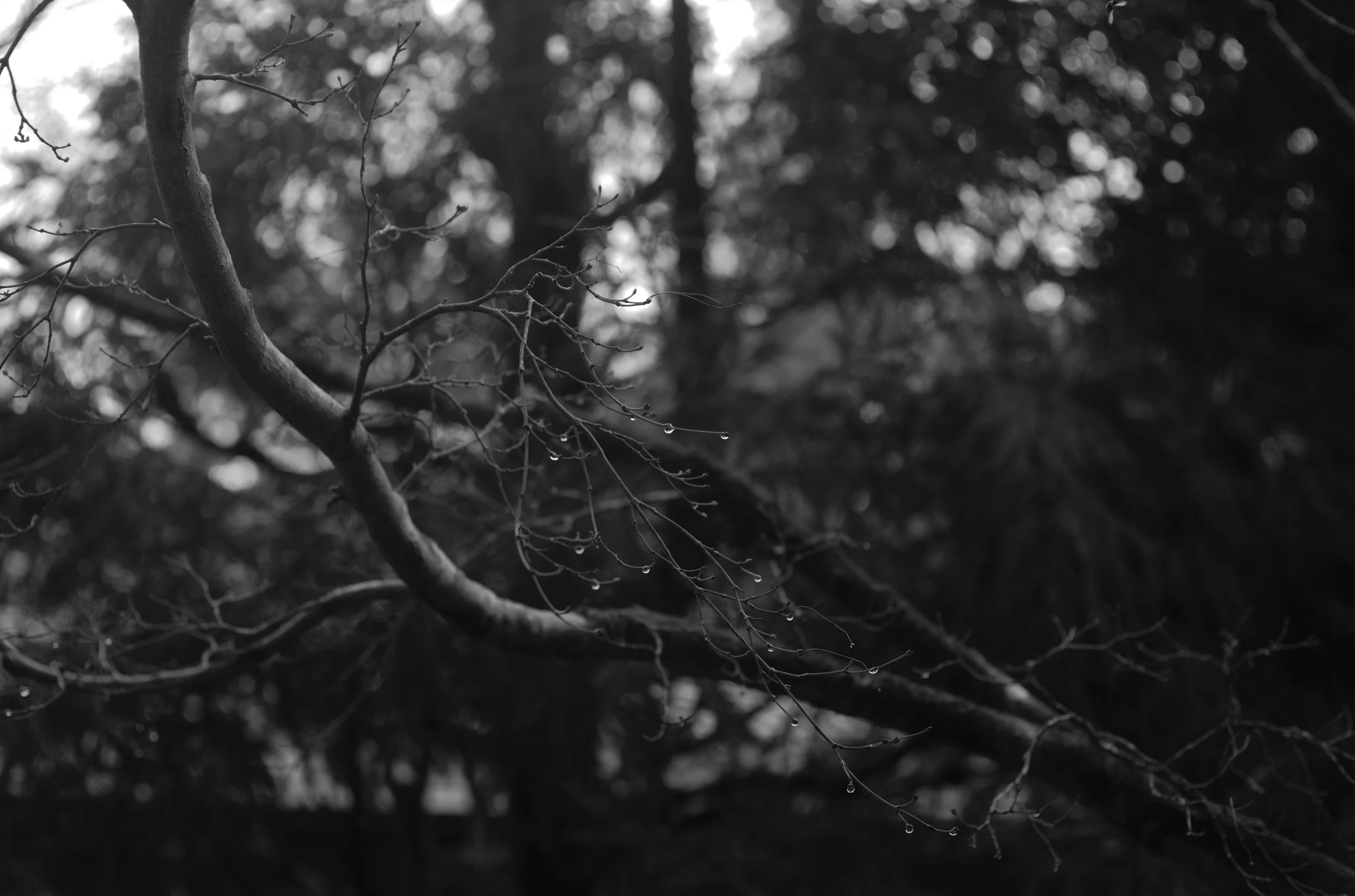 L1004556.jpg