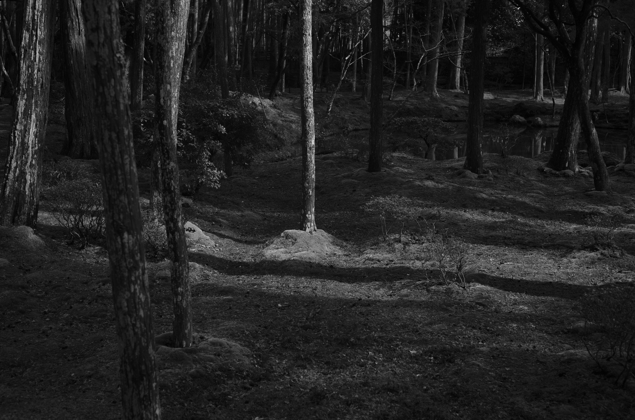 L1004562.jpg