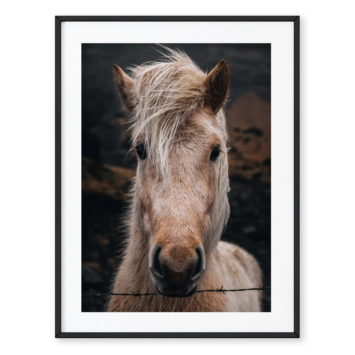 Icelandic Horse